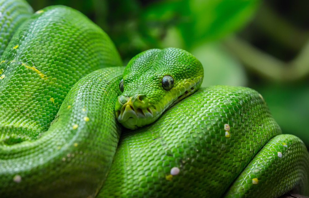 Python 2.7 download mac os